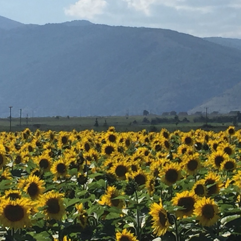 Greek Wine Tours